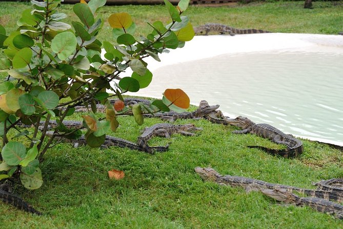 VIP Private Airboat Tour Near Orlando - Experience Overview