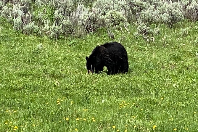 VIP Private Boutique Tour of Yellowstones Lower Loop - West Yellowstone, MT - Common questions