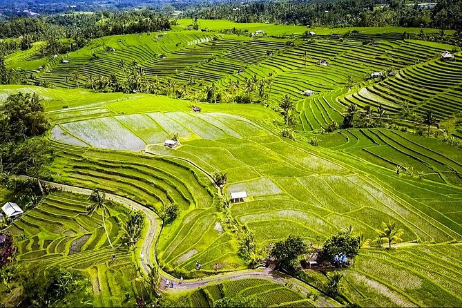 Visit Rice Terrace, Beratan Temple, Waterfall by Vantage Volkswagen 181 - Traveler Experience Highlights