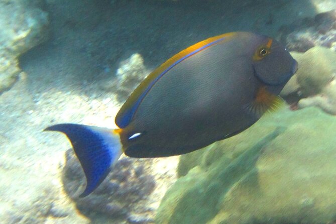 Waikiki Snorkeling. Free Pictures and Video! Shallow. Many Fish! - Common questions