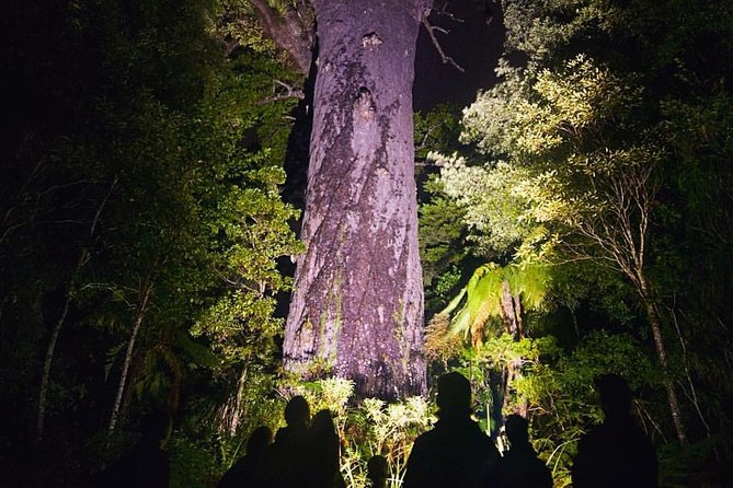 Waipoua Forest: Twilight Encounter - Maori Cultural Eco Night Tour - Sum Up