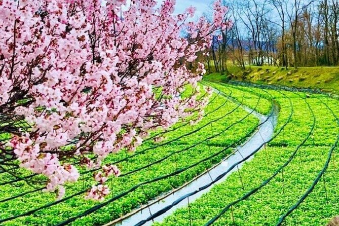 Wasabi Farm & Rural Side Cycling Tour in Azumino, Nagano - Directions