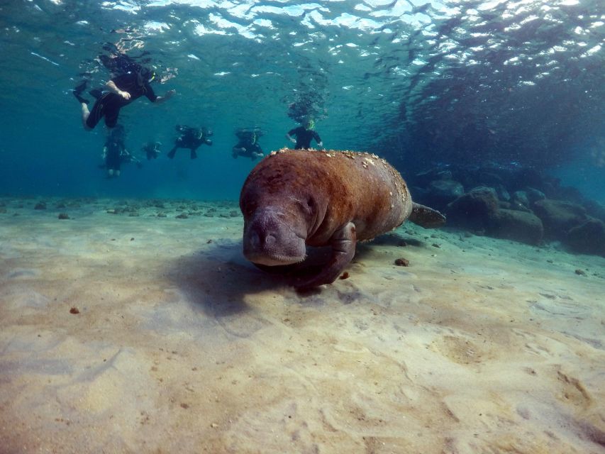 West Palm Beach: Private Peanut Island Boat & Snorkel Tour - Common questions