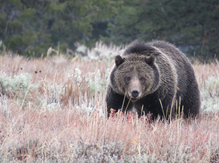 West Yellowstone: Yellowstone Day Tour Including Entry Fee - Tour Inclusions and Entry Fee