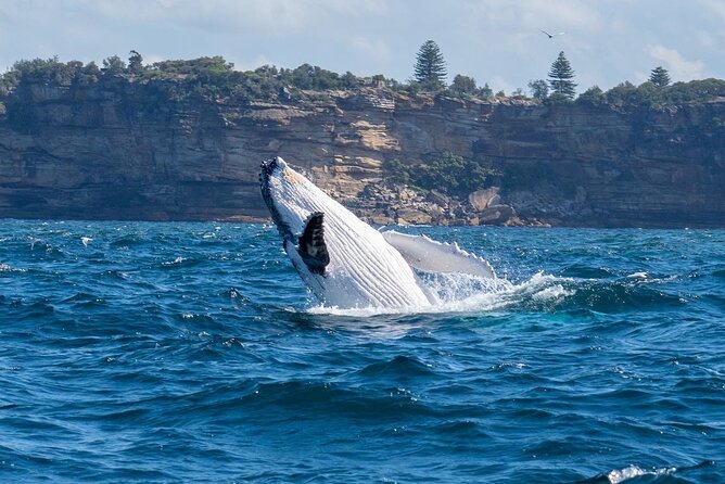 Whale Watching Boat Trip in Sydney - Booking and Pricing