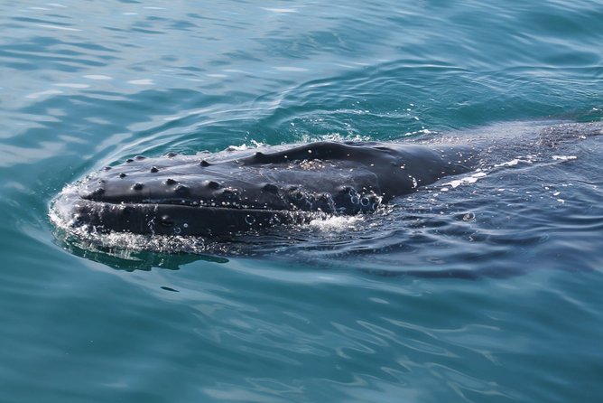 Whale Watching Busselton - Assistance and Support