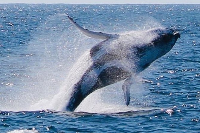 Whale Watching Cruise From Redcliffe, Brisbane or the Sunshine Coast - Common questions