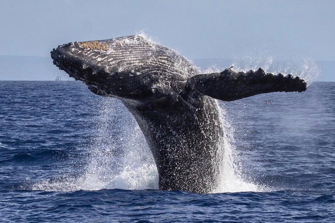 Whale Watching Cruise With Open Bar From Kaanapali Beach - Pricing Details