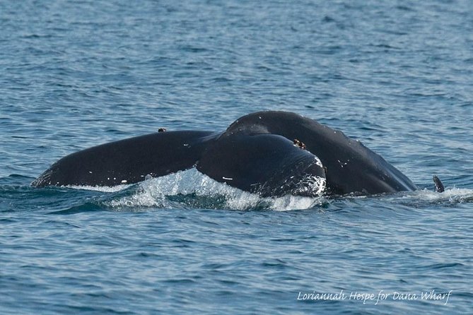 Whale Watching Excursion in Dana Point - Wildlife Sightings and Satisfaction