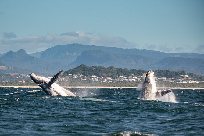 Whale Watching Gold Coast - How to Book Your Whale Watching Tour