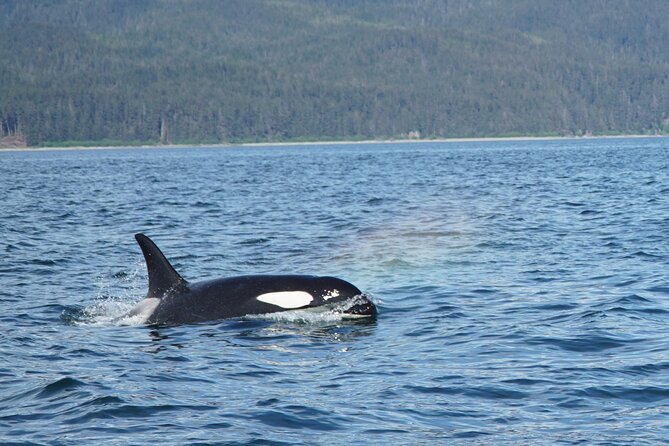 Whale-Watching, Icy Point, Hoonah , Whales, Orca, Killer-Whales. - Customer Reviews