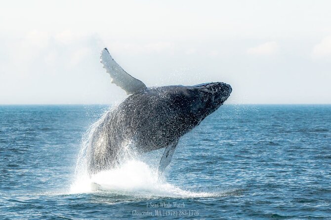 Whale Watching Trips to Stellwagen Bank Marine Sanctuary. Guaranteed Sightings! - Customer Experiences and Satisfaction