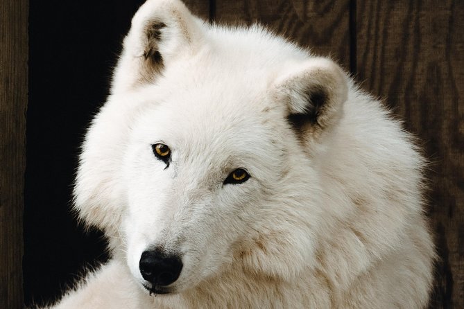 White Wolf Sanctuary Tour  - Oregon - Pricing and Details
