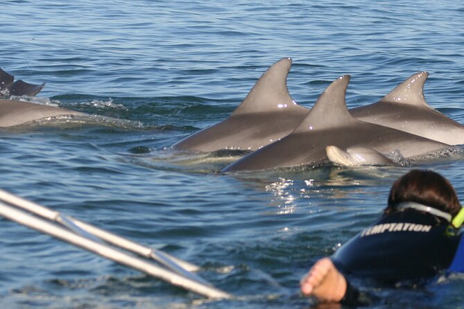 Wild Dolphin Watch Cruise - Cancellation Policies and Refunds