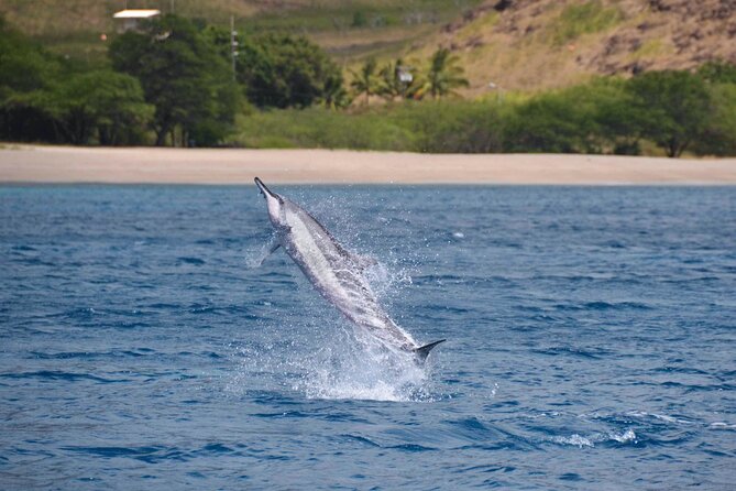 Wild Dolphin Watching and Snorkel Safari off West Coast of Oahu - Additional Information