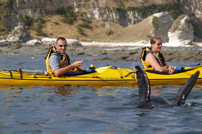 Wildlife Sea Kayaking Tour - Kaikoura - Copyrights and Terms