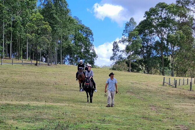 Wine and Horses A Day Out of Sydney City - Interaction With Majestic Horses