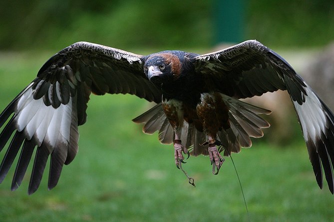 Yarra Valley Wildlife & Wine Day Tour From Melbourne With Healesville Sanctuary - Logistics and Meeting Points