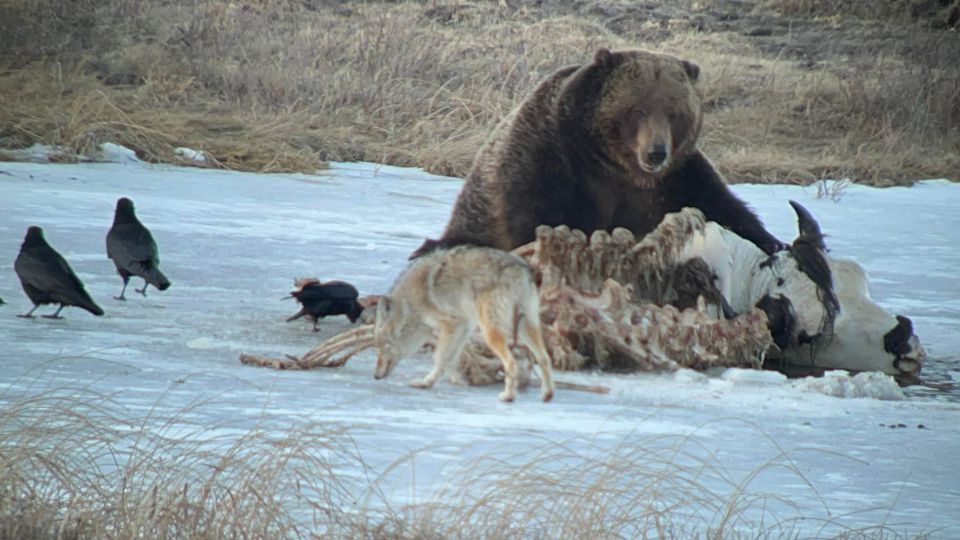 Yellowstone: Full-Day Private Guided Tour by Car With Lunch - Exclusive Tour Features