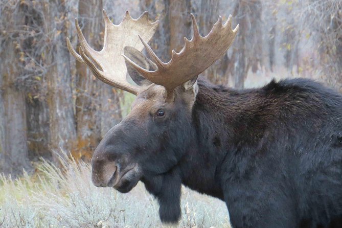 Yellowstone National Park - Full-Day Lower Loop Tour From Jackson - Common questions