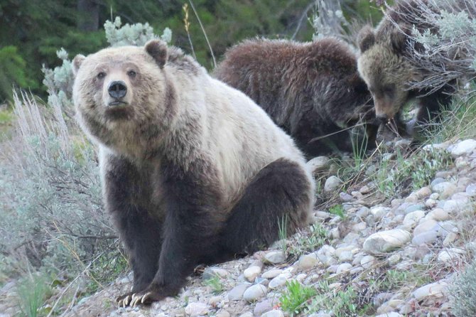 Yellowstone National Park - Full-Day Lower Loop Tour From West Yellowstone - Common questions