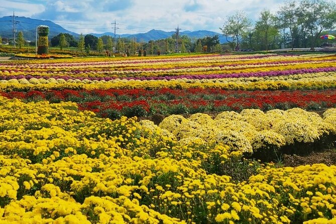 Yeoncheon Chrysanthemum Festival - Pyeongtaek Departure - Common questions