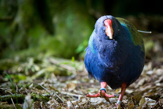 Zealandia - Twilight Guided Eco Wildlife Tour - Directions