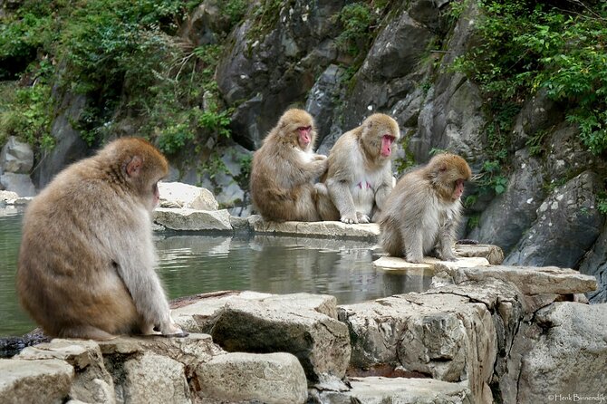 1-Day Private Snow Monkey ZenkoJi Temple & SakeTasting NaganoTour - Transportation Details