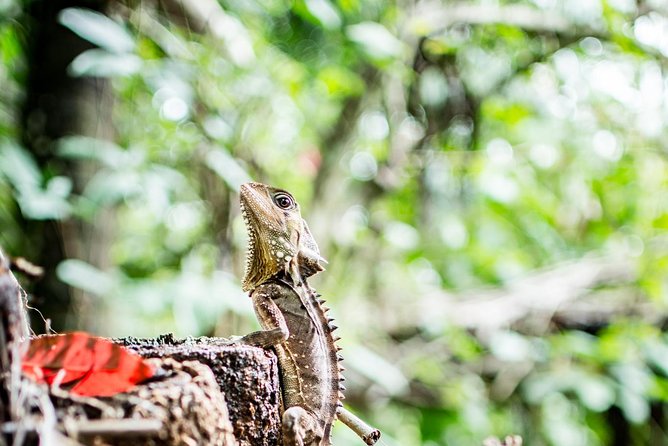 1-Hour Daintree River Wildlife Cruise - Common questions