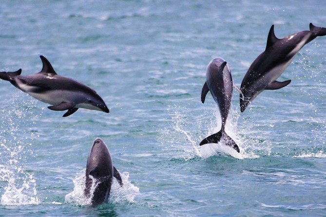 2 Day Kaikoura Whale and Dolphin Tour From Christchurch - Additional Information