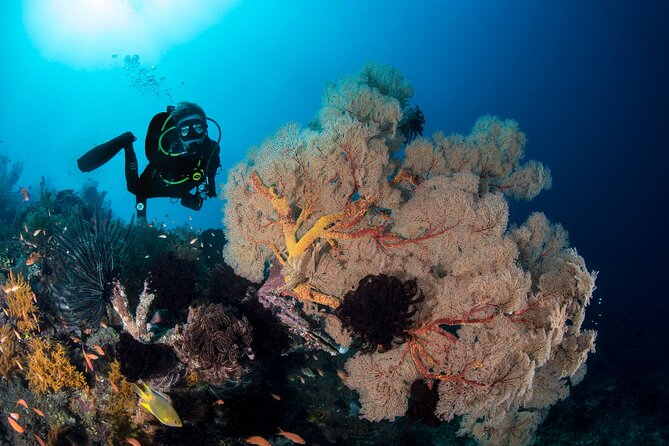 2 Days & 1 Night - 2 Dives in Lembongan/Penida (For Certified Divers) - Terms & Conditions