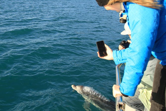 2 Hour Dolphin Viewing Eco-Tour From Picton - Common questions