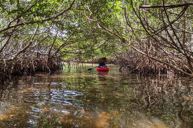 2 Hours Kayak Eco Tour in Tarpon Springs - Common questions