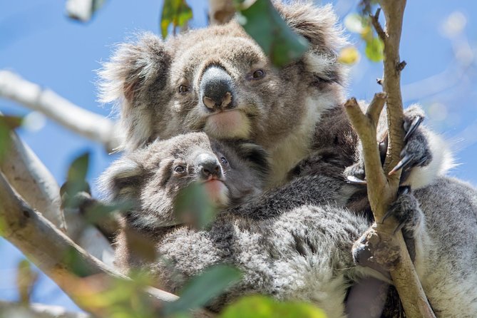 3-Day Adelaide to Melbourne Overland Trip Through Grampians and Great Ocean Road - Common questions