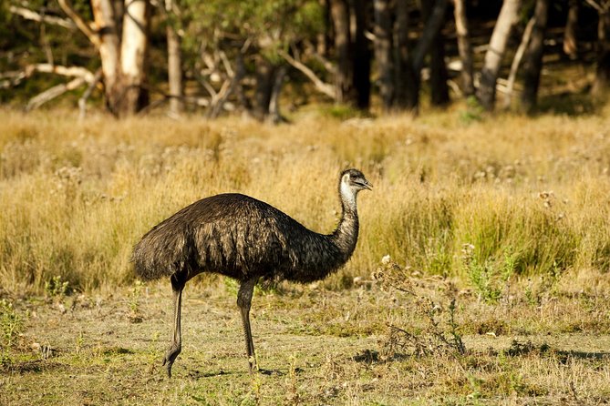 3-Day Melbourne to Adelaide Small-Group Tour via Great Ocean Road Grampians - Common questions