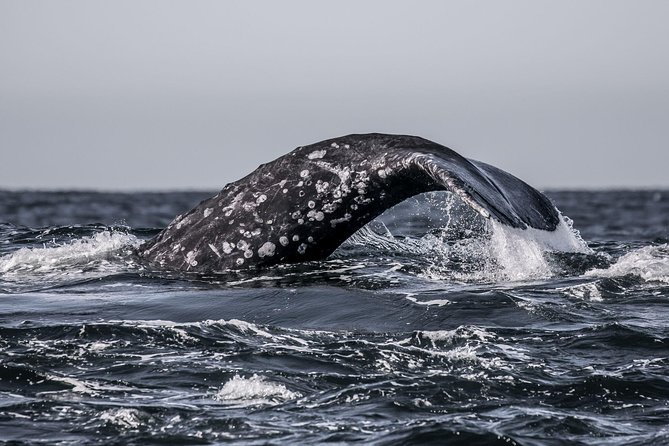 3-Hour Monterey Bay Winter Whale-Watching Tour - Logistics and Meeting Point