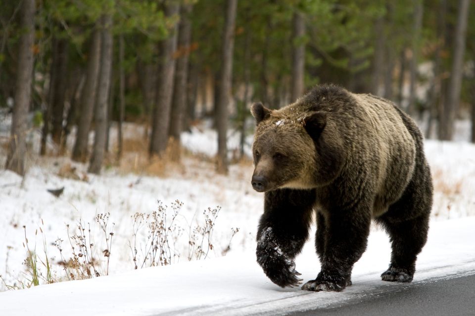 4-Day Winter Yellowstone Tour - Safety Measures