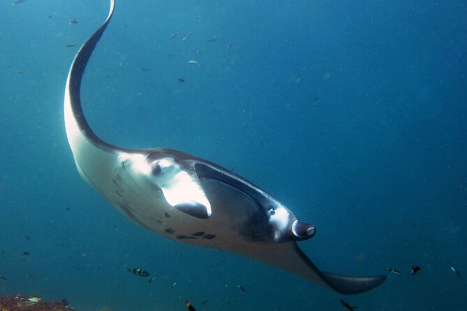 4 Spots Snorkeling Tour With Manta Rays in Nusa Penida - Common questions