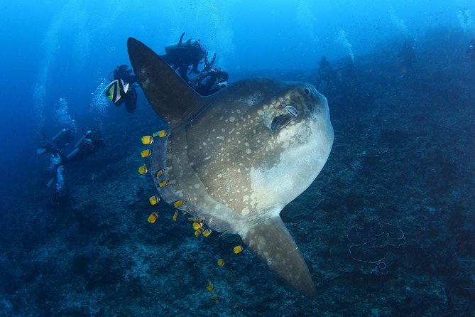 5 Fun Dives in Nusa Lembongan (For Certified Divers) - Swim With a Mola Mola - Sum Up