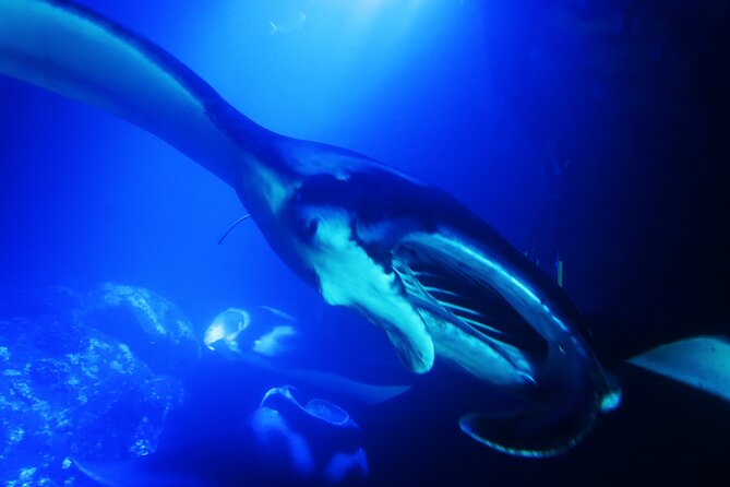 6 Passenger Maximum Manta Ray Night Snorkel in Kailua-Kona, HI - Directions