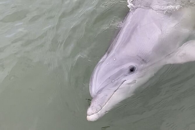 90-Minute Private Dolphin Tour in Hilton Head Island - Sum Up