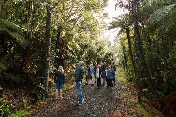 Afternoon Piha Beach and Rainforest Tour From Auckland - Sum Up