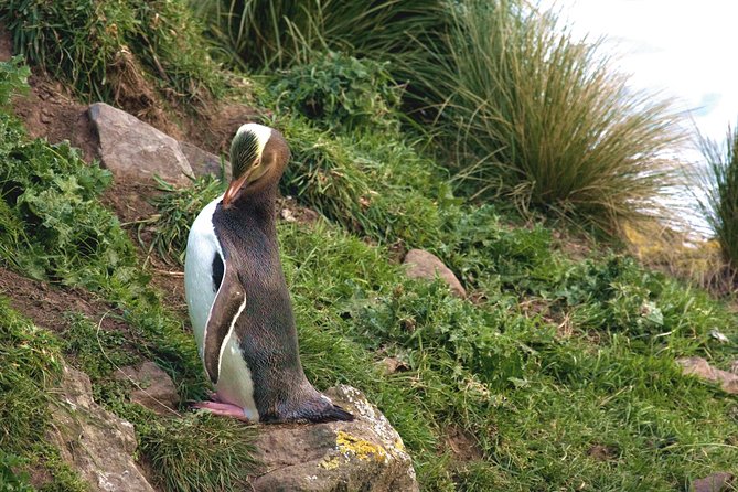 Akaroa and Banks Peninsula Wild Penguins Tour - Customer Reviews