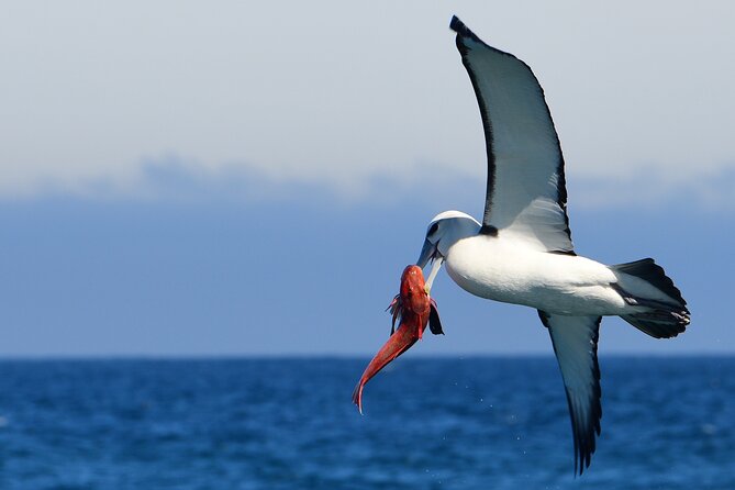 Akaroa Wildlife Cruise - Common questions