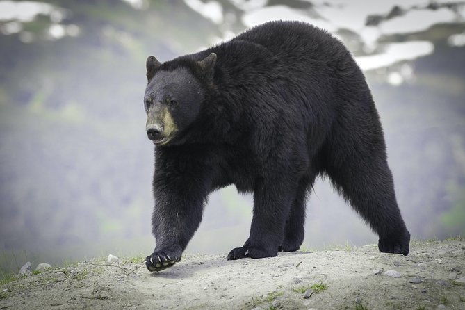 Alaska Wildlife Tour - Common questions