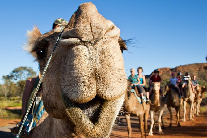 Alice Springs Camel Tour - Common questions