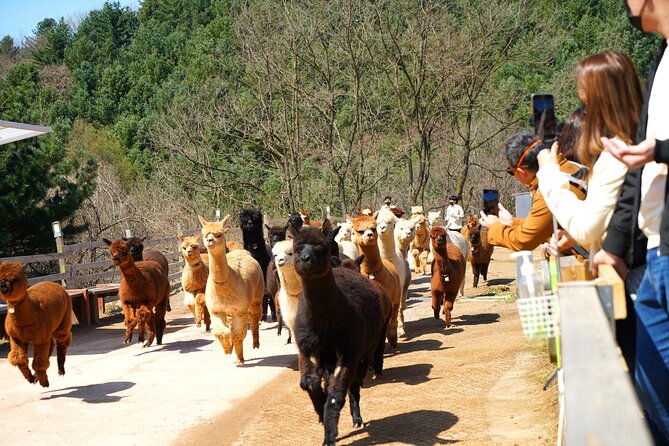 Alpaca World Tour With Nami Island & Optional Railbike or Garden - Traveler Reviews