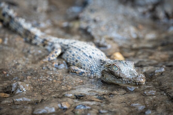 Amazing Daintree Rainforest Tour Waterfall Hike, Lunch, Swim & Crocodile Cruise - Tour Details and Pricing