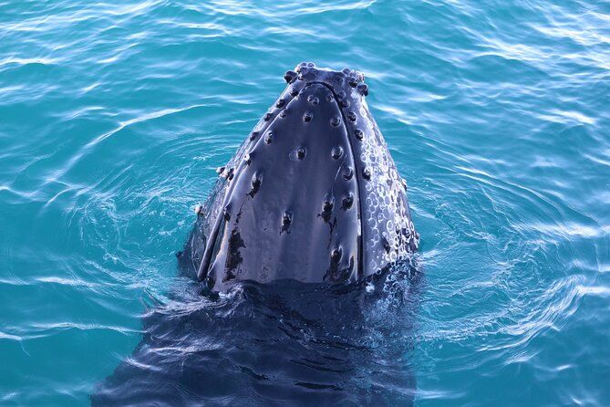 AOC Whale Watching From Broome - Common questions
