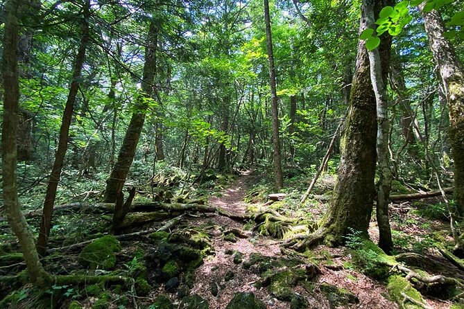 Aokigahara Nature Conservation Full-Day Hiking Tour - Pricing and Terms